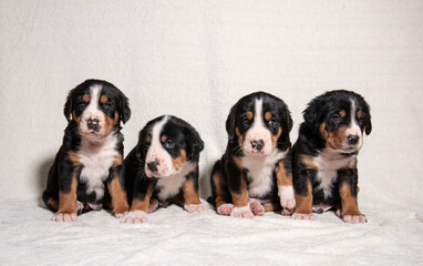 puppies of a large Swiss mountain dog on a white background