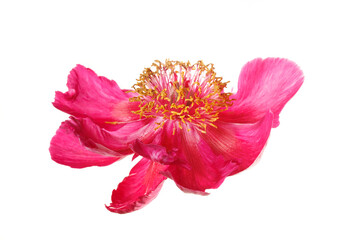 Peony flower with magenta petals and a yellow center isolated on a white background.