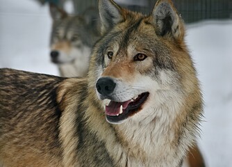 gray wolf in the zoo in winter the city of Penza Russia opened its mouth watching close-up
