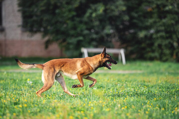 belgian shepherd malinois mondioring dog training k9