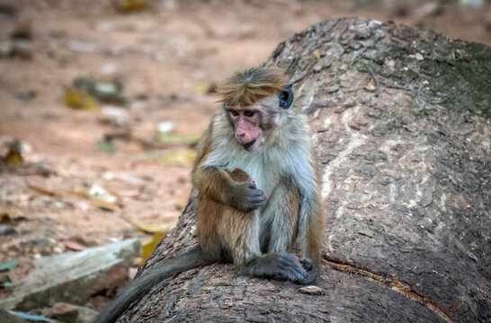 Affen (Makaken) auf Sri Lanka