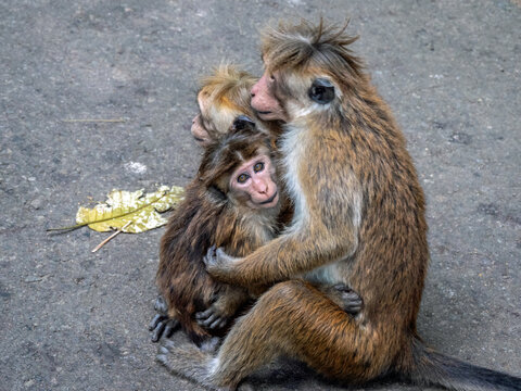 Affen (Makaken) auf Sri Lanka