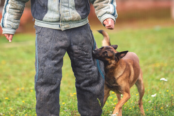 belgian shepherd malinois mondioring dog training k9
