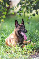 belgian shepherd malinois mondioring dog training k9