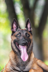 belgian shepherd malinois mondioring dog training k9