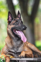 belgian shepherd malinois mondioring dog training k9