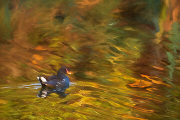 Digital painting of an  adult Moorhen, Gallinula chloropus on a lake.