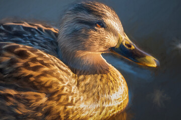 Digital painting of a female Mallard dabbling duck, Anas platyrhynchos close-up and in profile, with a bokeh background.