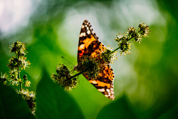 a bright orange butterfly  vanessa cardui sits on a flowering tree branch