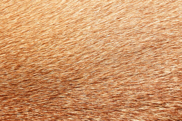 Full frame brown fur textures and textures for design,horse,cow hair.
