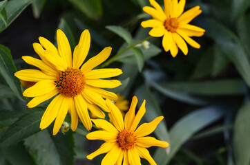 Yellow flowers on a blurred green background. Flower background