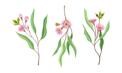 Blooming pink flowers and oblong leaves set. Summer or spring wildflowers vector illustration
