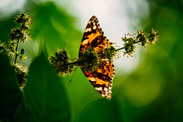 a bright orange butterfly  vanessa cardui sits on a flowering tree branch
