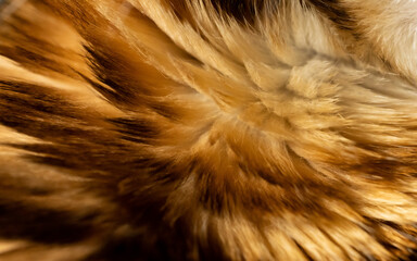 Close-up view of bengal cat fur background