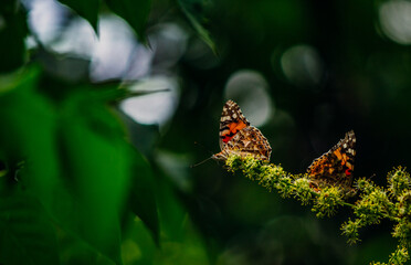 a bright orange butterfly  vanessa cardui sits on a flowering tree branch