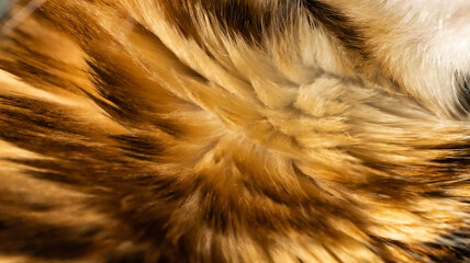 Close-up view of bengal cat fur background