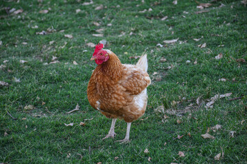 Gallina en pasto 
