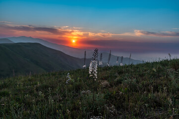 Obraz premium eremurus flower in the mountains at sunset. colorful sunset in the mountains.
