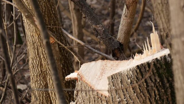 A tree falling in the forest while previously being cut with a chainsaw. Deforestation.