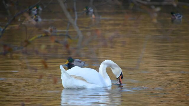 Single swan diving behind the branch in lake water to hunt and eat. Mute swan (Cygnus olor) foraging for food in water, white bird feeding in the lake. Birdwatching in nature. Real time