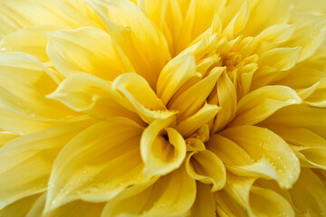 Yellow dahlia flower close up in summer garden.