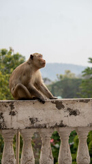 Naklejka premium Taken on Wednesday 9-2-2022 at Mueang Saraburi, Wat Phra Phutchai Wednesday The northern pig-tailed macaque yawns under the branches. Khao Yai National Park, Thailand. Close up.