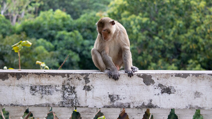Taken on Wednesday 9-2-2022 at Mueang Saraburi, Wat Phra Phutchai
Wednesday The northern pig-tailed macaque yawns under the branches. Khao Yai National Park, Thailand. Close up.
