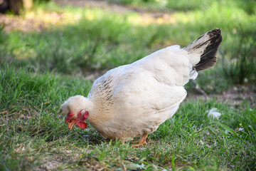Gallina, hen