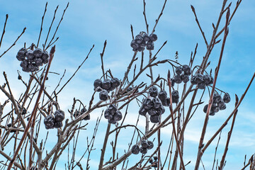 A branch of black-fruited mountain ash on a winter day