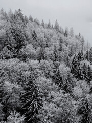 Obraz premium Fog in the forest. Snow covered fir trees. Frosty forest in mountains. Aerial view above Carpathian mountains. Trees in snow