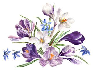 Fototapety  Watercolor spring flowers: violet, blue and white crocuses, botanical illustration