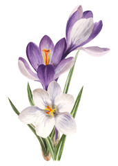 Watercolor spring flowers: violet, blue and white crocuses, botanical illustration