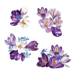 Naklejka na ściany i meble Watercolor spring flowers: violet, blue and white crocuses, botanical illustration