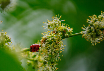 ladybug on a green tree leaves macro