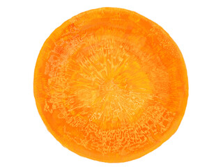 人参の断面イラスト