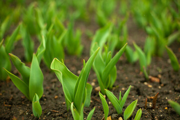 Sprouts in ground. Green plants in flower bed. Garden details. Land for flowers.