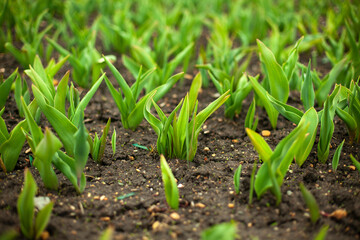 Sprouts in ground. Green plants in flower bed. Garden details. Land for flowers.
