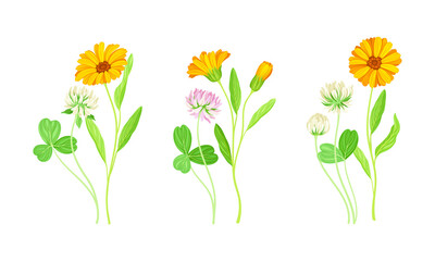 Calendula Plant with Orange Flower Head and Clover on Stem as Meadow Herb Vector Set