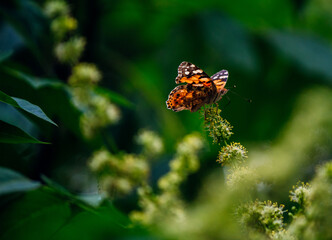 a bright orange butterfly  vanessa cardui sits on a flowering tree branch