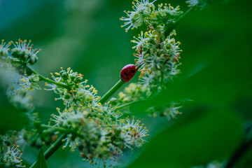 ladybug on a green tree leaves macro
