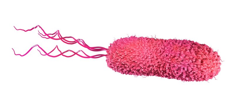 Bacterium with Lophotrichous flagella arrangement, for example Bartonella bacilliformis. Conceptual 3d illustration on white background, isolated