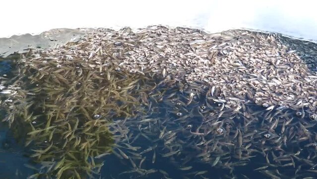 Shoal freshwater fish sunbleak swim up to the surface of the water and swallows air. The problem of lack of oxygen in water bodies in winter.