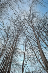 Trees without leaves against the blue sky on a winter day