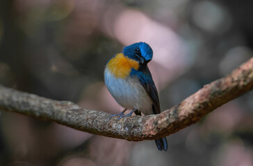 beautiful blue bird in nature Indochinese Blue Flycatcher.