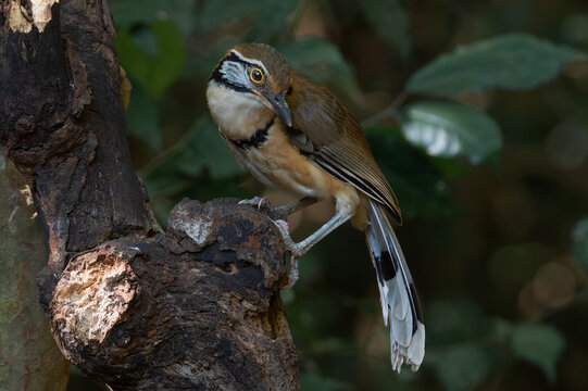 Brown Bird In Nature  Lesser Necklaced Laughingthrush