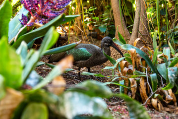 Black ibis bird in tropical garden 