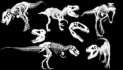 Graphic set of Theranosaurus skeletons isolated on white and black backgrounds. vector drawing © Inna