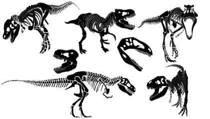 Graphic set of Theranosaurus skeletons isolated on white and white backgrounds. vector drawing © Inna