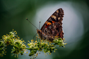 a bright orange butterfly  vanessa cardui sits on a flowering tree branch
