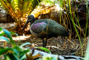 Black ibis bird in tropical garden  - obrazy, fototapety, plakaty